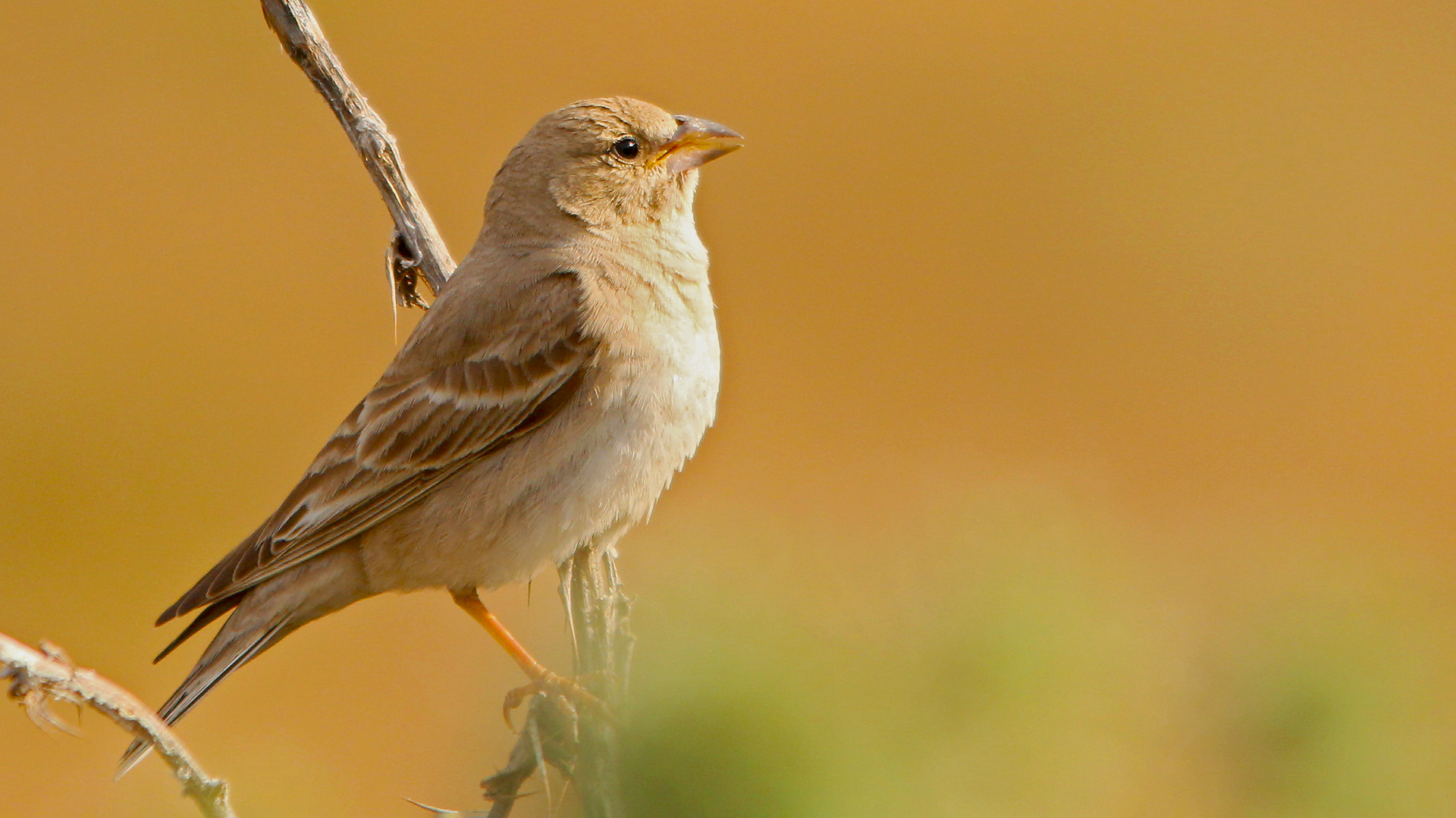 Pale Rockfinch — Ana fotoğraf